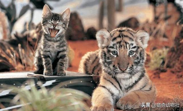 萌萌的猫耳朵猫咪照片:为什么大型猫科动物的耳朵是圆的，中小型猫科动物的耳朵是尖的？