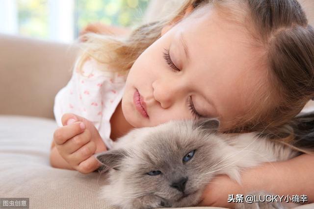 猫咪猎手vr手机游戏:猫，每天早上不到六点吵醒我怎么办？