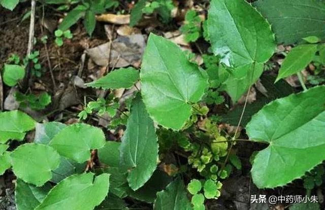 男人霪羊藿吃了一个月效果哪类人适合吃淫羊藿有什么作用