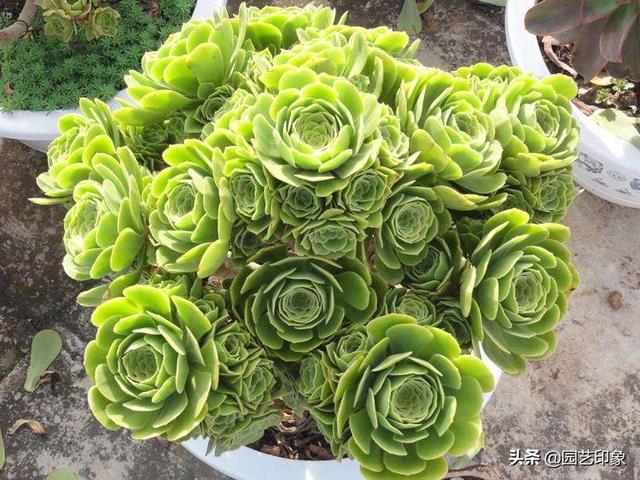 养多肉是种植法师好还是别的多肉好养？