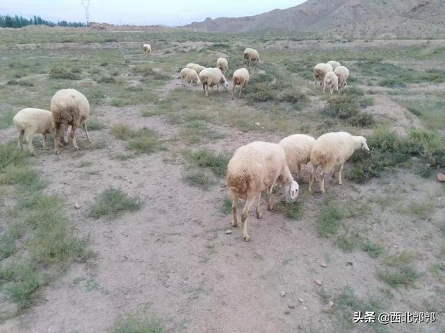 为何饲养牛羊的成本远远高于养猪？