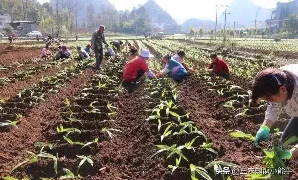 白芨种苗(白芨种苗现在价格多少钱)