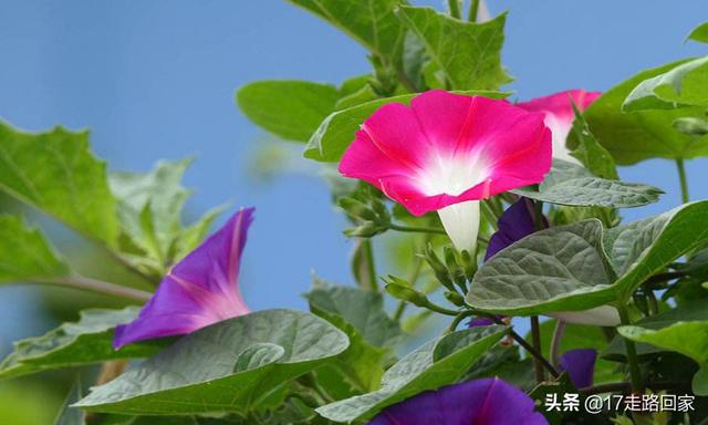 牵牛花有哪些特点，喇叭花的颜色，形状，味道