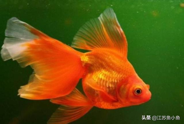 金鱼的故乡是中国:野生鲫鱼为什么吃金鱼的尾鳍？