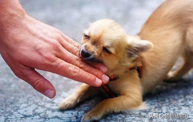 狗狗冲冲冲在线观看:狗狗故意做坏事，是因为我打骂过它吗？狗狗会记仇吗？