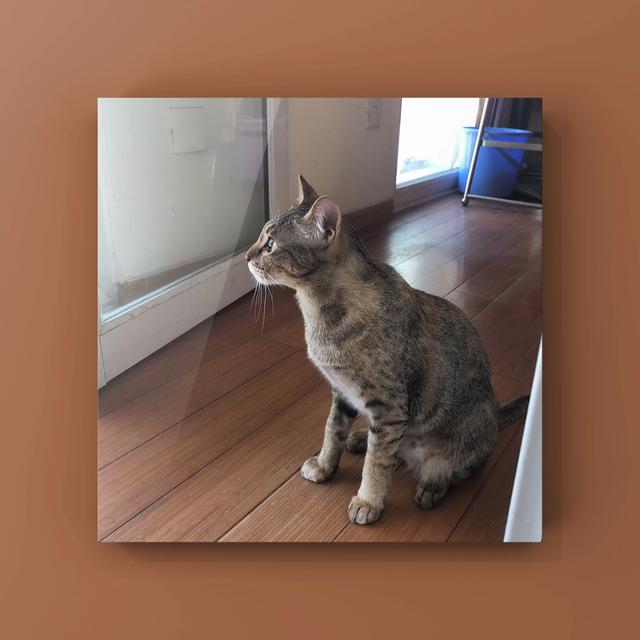 笼养猫的好处:养猫的好处和坏处 如何让一只猫心甘情愿的呆在笼子里？