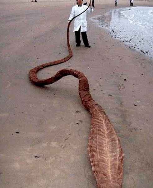 海岛巨人之谜，大海蛇之谜，巨型海蛇是否存在