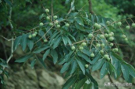 辉县东耿村灵异事件:你最记忆犹新的家乡土特产是什么？