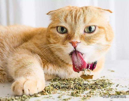 猫咪放屁拉稀带血:猫咪拉肚子了吃什么药才能好，猫一直拉肚子该给吃什么药？