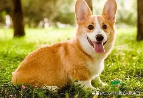 美国可卡是猎犬吗:养两只狗狗和一只狗狗的差别？