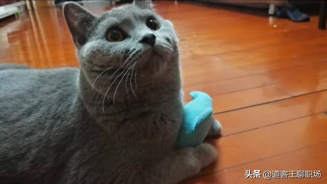 城里上班族适合养宠物猫,为什么总有人道德绑架说爱猫不分品种？