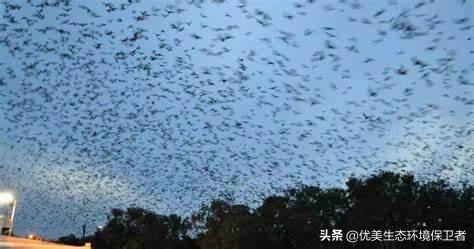 细螺旋体病老鼠尿有吗:澳大利亚遭到大量蝙蝠入侵，这会对地球上的人类有什么影响？
