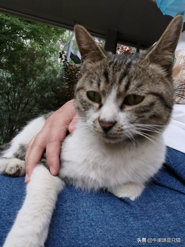松鼠猴可以当宠物养吗:为什么很少有人养猴子当宠物？ 松鼠猴在哪国可以养