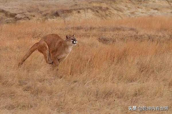 国外杜高犬打猎视频:在农村，怎么驯养家里的土狗上山捕猎？