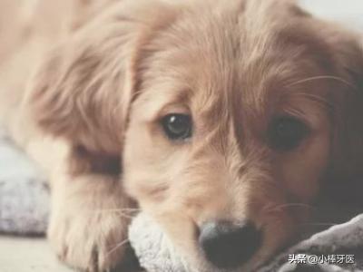 狗狗进去的时候很涨新闻:狗狗肚子鼓鼓的是什么原因？