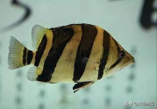 泰国虎鱼怎么养:养虎鱼就选大型鱼缸合适么？