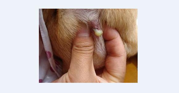 泰迪犬需不需要挤肛门腺?如果没挤,有什么样的后果?-育儿网