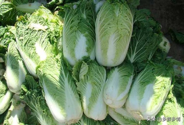 十字花科蔬菜软腐病:十字花科蔬菜软腐病的防治措施包括 立秋后，农作物必须小心哪几种虫害？