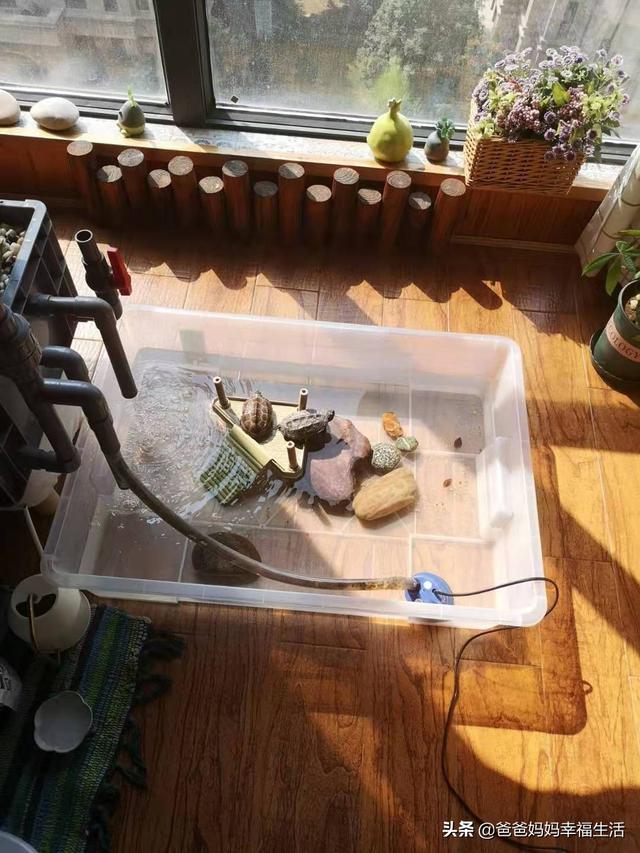 来养一只电子宠物猫:忙碌的人适合养什么宠物？
