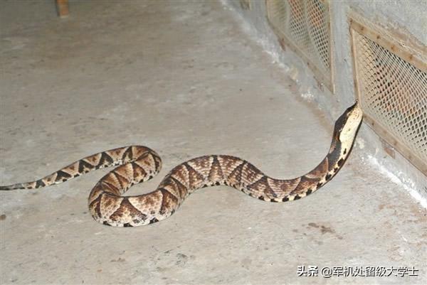头条问答 - 蝮蛇有毒吗?有的话,毒性怎么样?(7个回答)