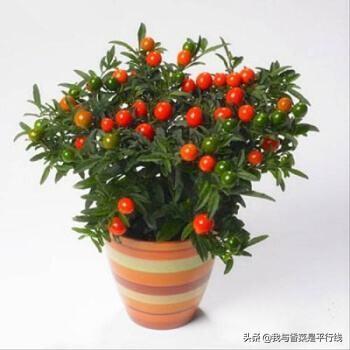 小珊瑚,珊瑚豆叶子出现白点怎么办？