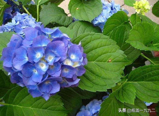 木绣球 八仙花:八仙花倒盆后怎么就蔫了？