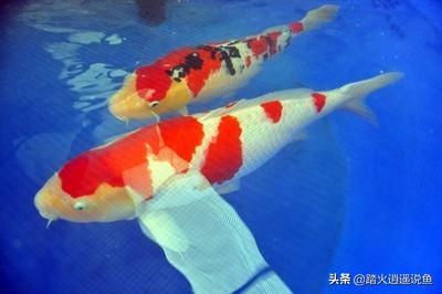 锦鲤鱼:锦鲤的水质怎么样才能变好？