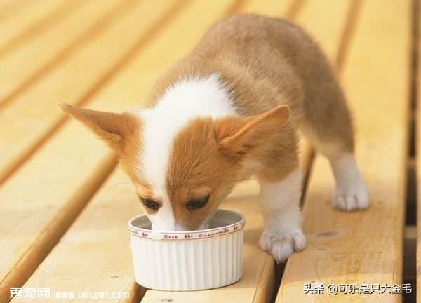 柯基犬怎么训练:柯基吃食太快了怎么纠正？