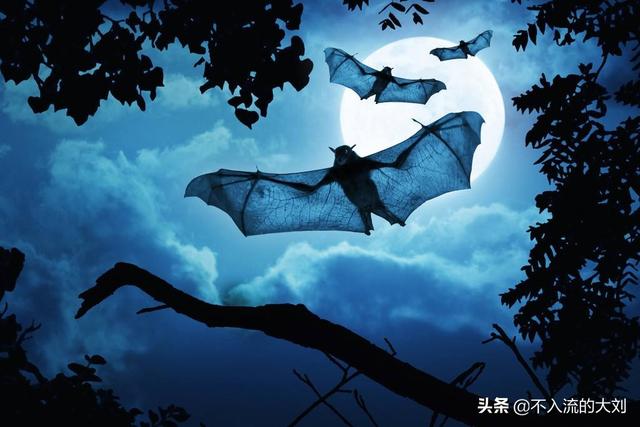 蝙蝠能壮阳，为什么会有人喜欢吃蝙蝠这样诡异的动物
