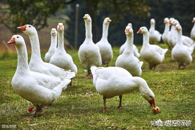 养鸭子:室内养鸭可行不？豆腐渣发酵后可当成鸭饲料使用吗？