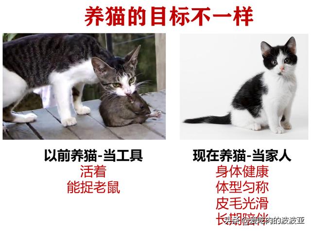水煮活猫残忍图片:为什么越来越多的人相信猫吃人吃的东西就会死？