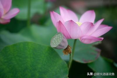 梭鱼草种植:自己家院子里水泥做的鱼池适合养什么绿植？