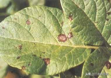 花叶芋穿孔线虫病:马铃薯叶斑病易造成减产，如何利用科学方式防治马铃薯叶斑病？