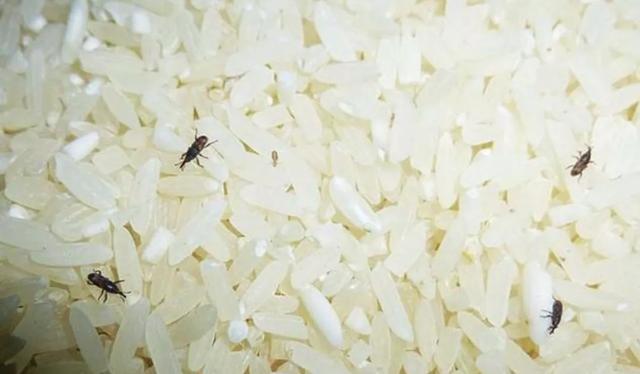 大米生小黑虫还能吃吗，大米生虫了，我把米冻冰箱里。冻死虫子然后剔除，米可以食用吗？