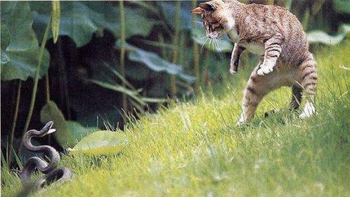 帕拉斯猫视频:为什么猫不害怕毒蛇，还能占据上风？