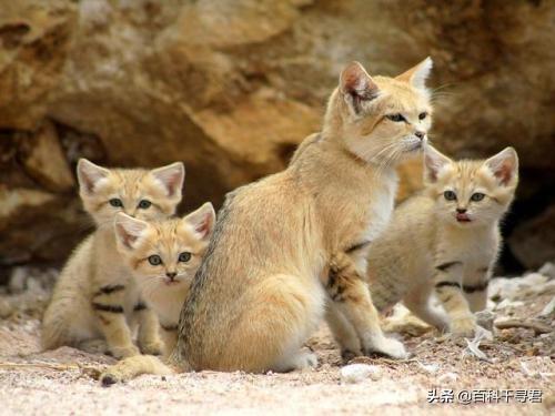 豹猫咪品种大全及图片:我国野生的豹猫还多吗？为什么？