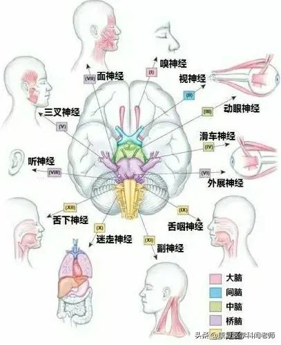 十二对脑神经解剖图图片