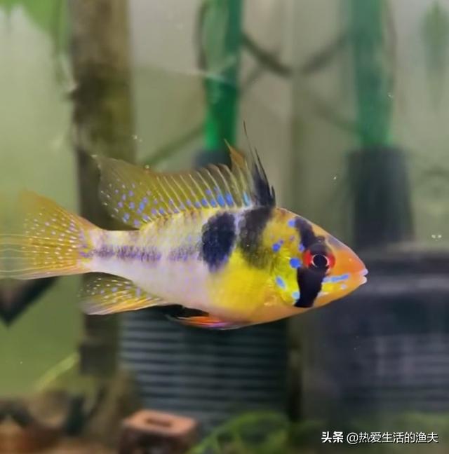 我爱观赏鱼小北子:有谁喜欢水族造景，喜欢观赏鱼吗？这个行业怎么样？