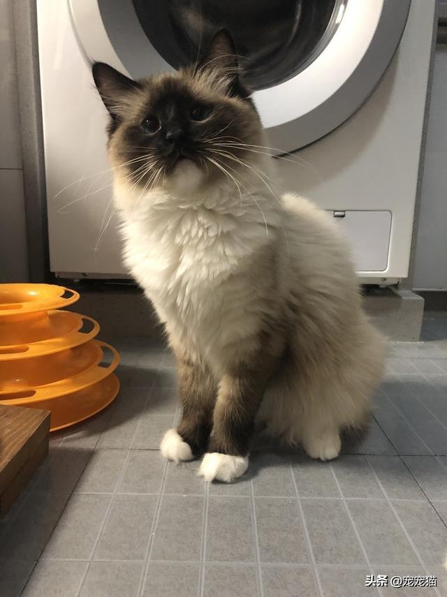 家猫品种哪种好看些:为什么有些布偶串的猫这么好看？