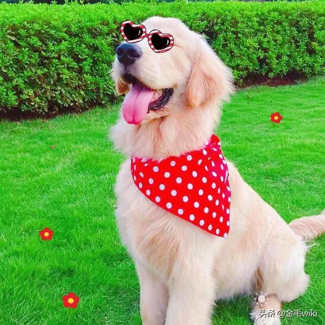 怎样选狗:如何挑选一只健康的幼犬？