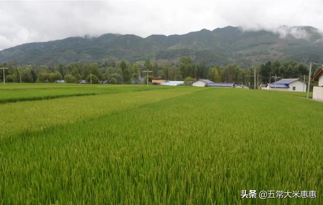 灰背铁线蕨:铁线蕨叶子枯黄，怎么解决？