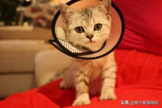 猫市长康复了吗:如何判断鼻支康复，猫鼻支康复后还会复发吗？