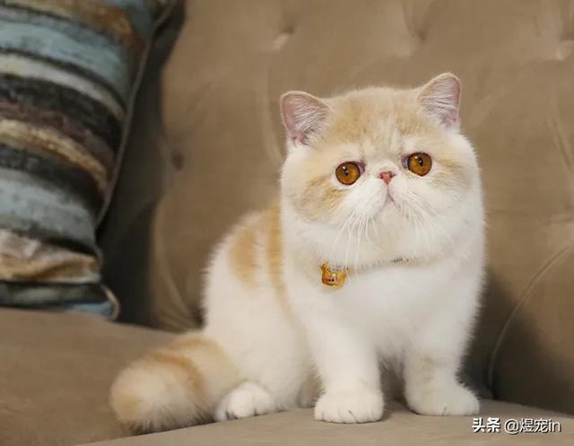 波斯猫和加菲猫的性格:养加菲猫好吗？有什么优点？