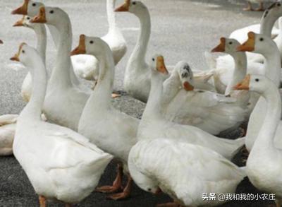 家里养的大鹅的祖先是什么动物:家里饲养的大鹅的祖先是什么动物 大雁和鹅有什么区别？他们有什么物种关系？