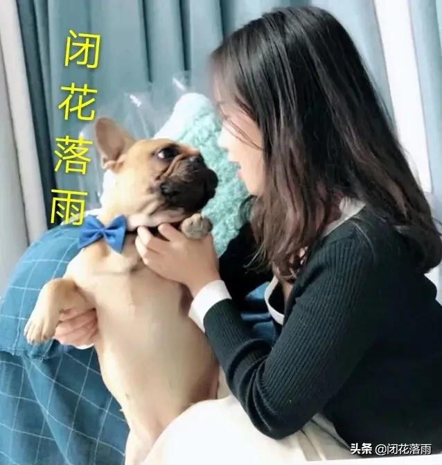 纯种小德牧:短毛德牧和长毛德牧有什么区别？