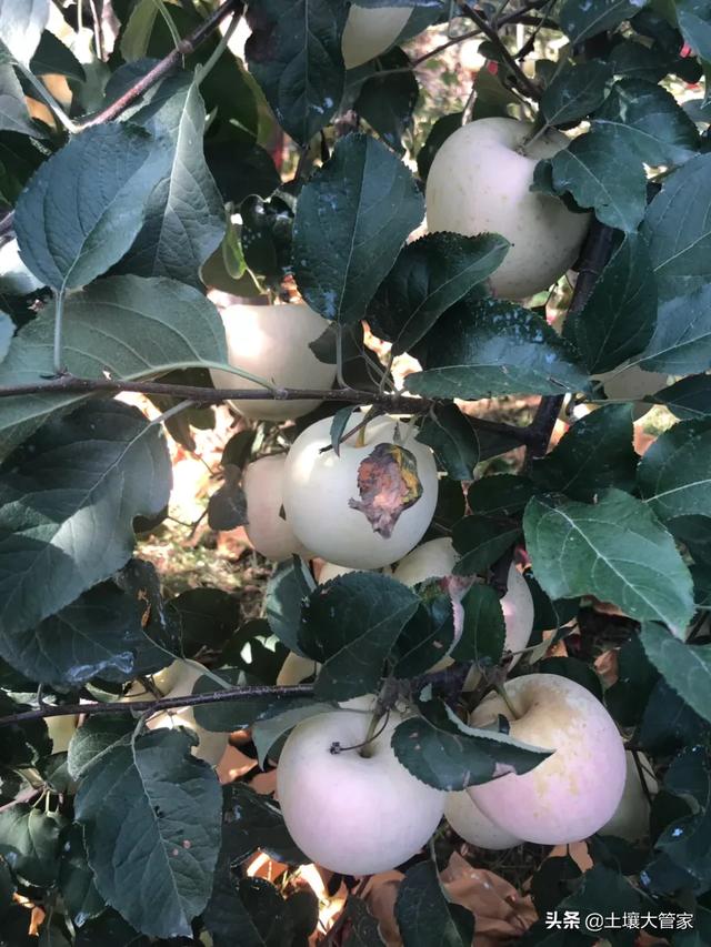 做梦梦到用铁锹翻土,果园翻土很重要，需要去怎样翻土？