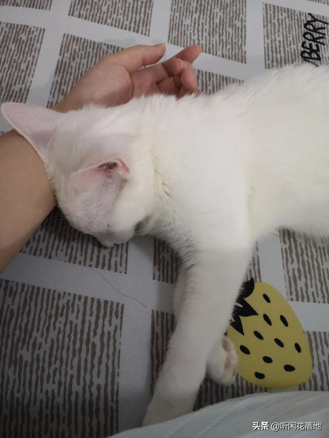 家猫多久能适应新主人:人和猫要相处多久才会有感情？