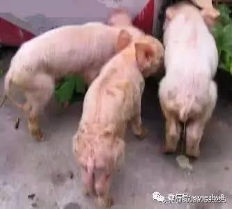 猪钩虫病症状:猪背上有紫红圆圈是怎么回事？