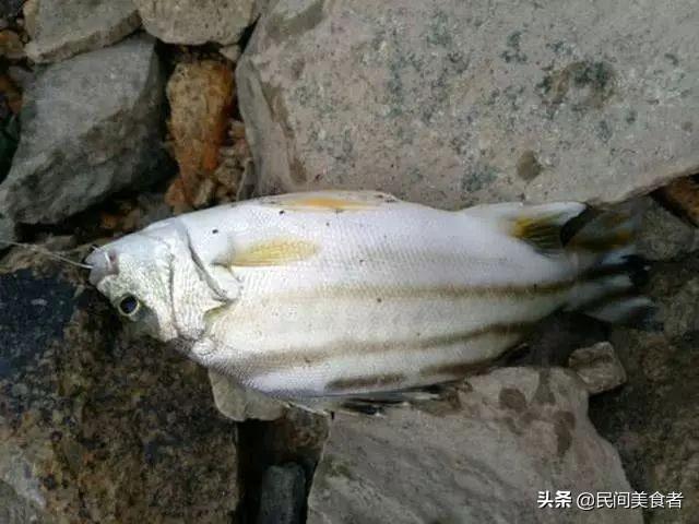 蒙眼海水鱼泡淡水:请问钓咸淡水围塘的海鱼怎么钓？