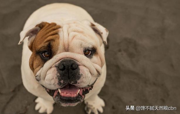 英国斗牛犬图片:为什么养英国斗牛犬的人不多？ 英国斗牛犬图片及价格